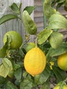 Photo of Fruit of Lemon Tree in Pot