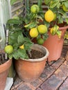 Photo of Fruit of Lemon Tree in Pot