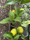 Photo of Fruit of Lemon Tree in Pot