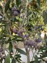 Photo of Fruit of Olea Frantoio Olive Royalty Free Stock Photo