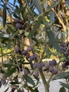 Photo of Fruit of Olea Frantoio Olive Royalty Free Stock Photo