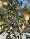 Photo of Fruit of Olea Frantoio Olive Royalty Free Stock Photo