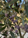Photo of Fruit of Olea Frantoio Olive Royalty Free Stock Photo