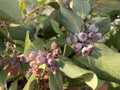 Photo of Fruit of Vaccinium Ashei or Rabbit-Eye Blueberry