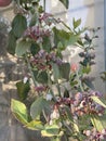 Photo of Fruit of Vaccinium Ashei or Rabbit-Eye Blueberry