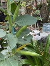 Photo of the Fruit of Vicia Faba Faba Bean Fava Bean Horse Bean or Broad Bean Royalty Free Stock Photo