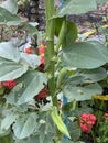 Photo of the Fruit of Vicia Faba Faba Bean Fava Bean Horse Bean or Broad Bean