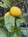 Photo of Fruit of Lemon Tree in Pot