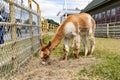 Photo of funny Alpaca grazing grass at the Canadian Food and Agriculture museum, with yellow fence behind.