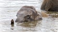 Picture with a funny young elephant swimming