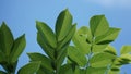 This is a photo of Gamal leaf shoots & x28;as local people call it& x29; Royalty Free Stock Photo