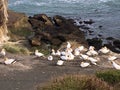 Photo of gannets nesting in Muriwai Gannet Colony