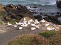 Photo of gannets nesting in Muriwai Gannet Colony Royalty Free Stock Photo