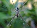 Garden spider Royalty Free Stock Photo