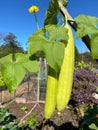 Garden Vegetables Ready for Harvest