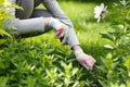 Photo of gardener removing weed from soil