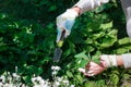 Photo of gardener removing weed from soil