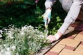 Photo of gardener removing weed from soil