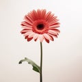 Minimalist Gerbera A Graceful Balance Of Light Red And Light Pink