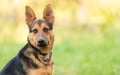 Photo of a German Shepheard dog in the nature