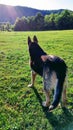 German shepherd dog in the sunshine on a green field Royalty Free Stock Photo