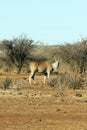 A photo of giant eland