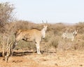 A photo of giant eland