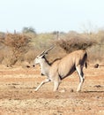 A photo of giant eland
