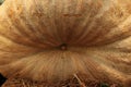 Giant pumpkin close-up. Pharmaceutical garden. Moscow.