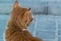 Photo of a ginger cat from the back closeup