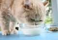 Photo of a ginger cat drinking milk Royalty Free Stock Photo