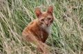 Cute cat playing in the garden