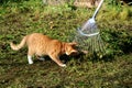 Cute cat playing in the garden