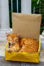 Photo ginger cat sitting in box on street.