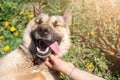 Photo of ginger dog with tongue sticking out lying on lawn with dandelions