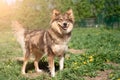 Photo of ginger dog on walk on lawn with dandelions in park