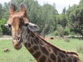 Wild animal. Smiling. Alluring eyes. Happy. Love. Nature. Giraffe Close-up