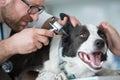 Girl looking at veterinary doctor examining dog`s ear through otoscope equipment in clinic