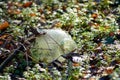 Photo of glass jar in a landfill