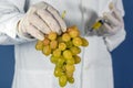 GMO scientist injecting liquid from syringe into grapes - genetically modified food concept Royalty Free Stock Photo