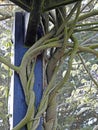 Gnarled and twisted vine branches