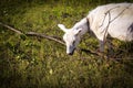 Goat grazing in the meadow in the summer