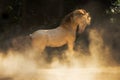 Photo of andalusian stallion in dust Royalty Free Stock Photo