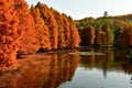 golden metasequoia trees near a pond in autumn Royalty Free Stock Photo