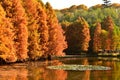 golden metasequoia trees near a pond in autumn Royalty Free Stock Photo