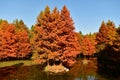 golden metasequoia trees near a pond in autumn Royalty Free Stock Photo