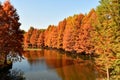 golden metasequoia trees near a pond in autumn Royalty Free Stock Photo