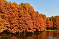 golden metasequoia trees near a pond in autumn Royalty Free Stock Photo