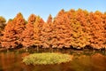 golden metasequoia trees near a pond in autumn Royalty Free Stock Photo