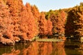 golden metasequoia trees near a pond in autumn Royalty Free Stock Photo